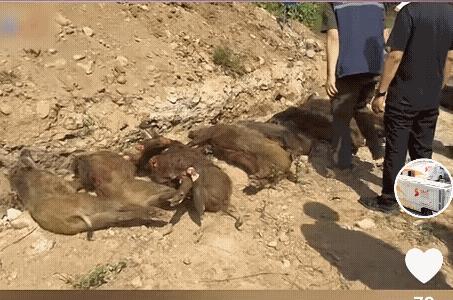 宝鸡无人机坠箭射杀野猪取得成功，九只野猪把命丢了！操作过程很简单，工作人员会先操