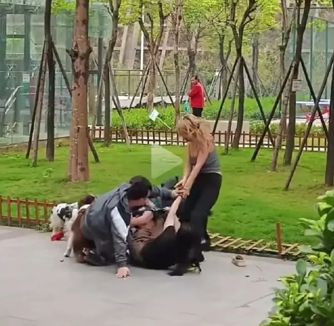 又是一起遛狗引发的打架事件，似乎也都牵了绳子，还是狗咬狗，人打人，闹得不可开交，