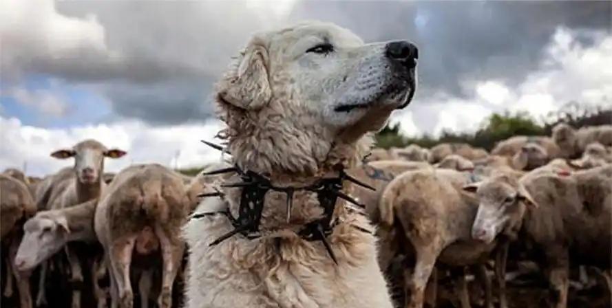 90%的人不知道，在牧羊犬脖子上套上防狼项圈，狼群就不敢招惹羊群。难道狼不会攻击