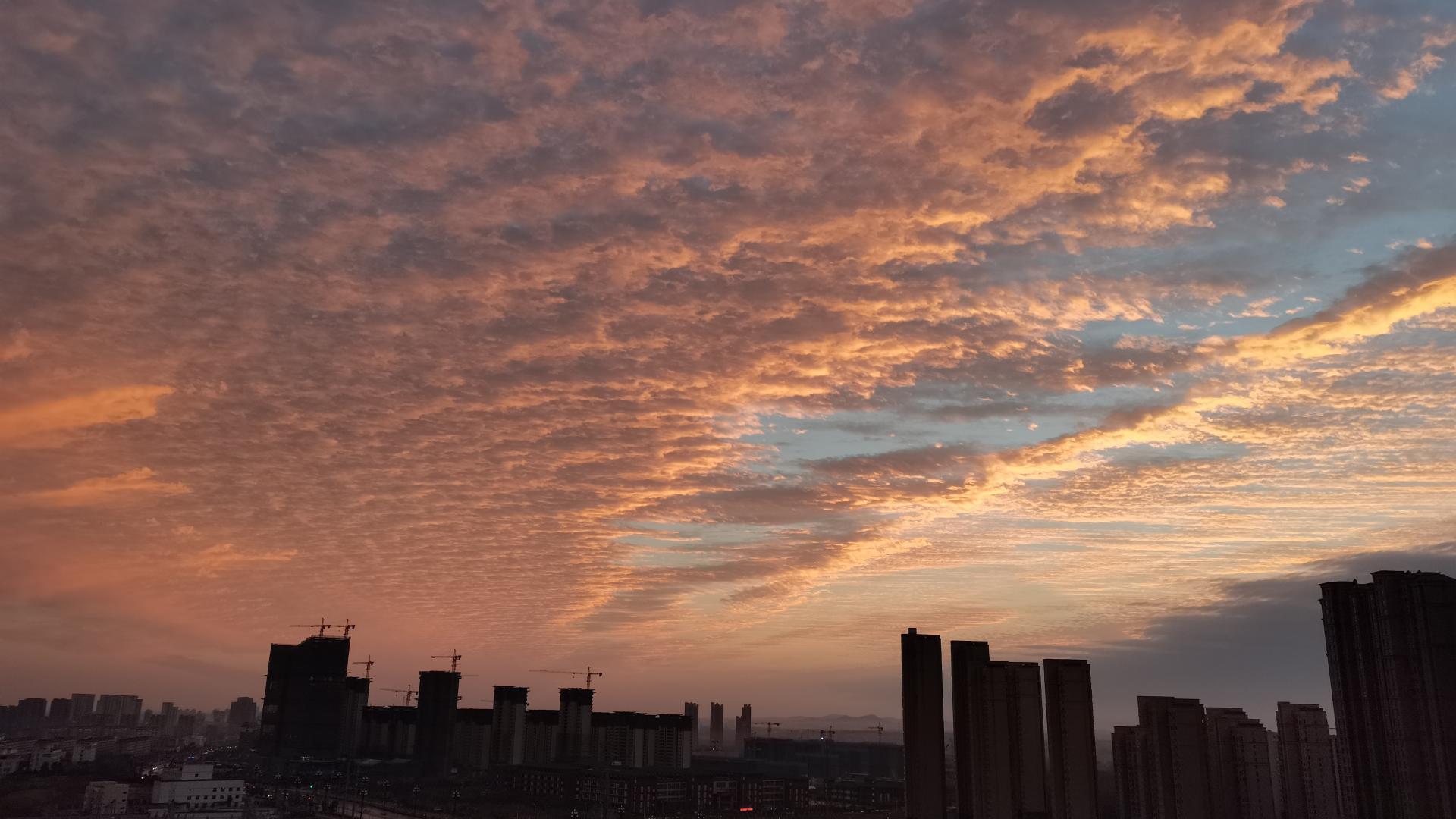 为什么到了美国的张爱玲选择翻译《海上花列传》