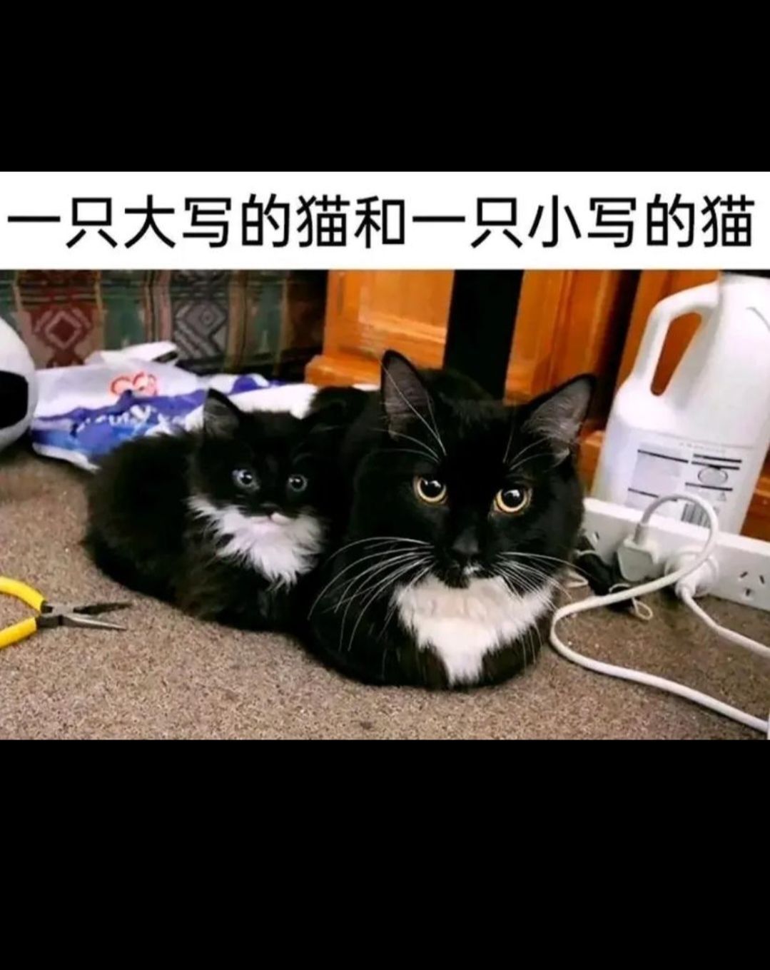 一只小写的猫