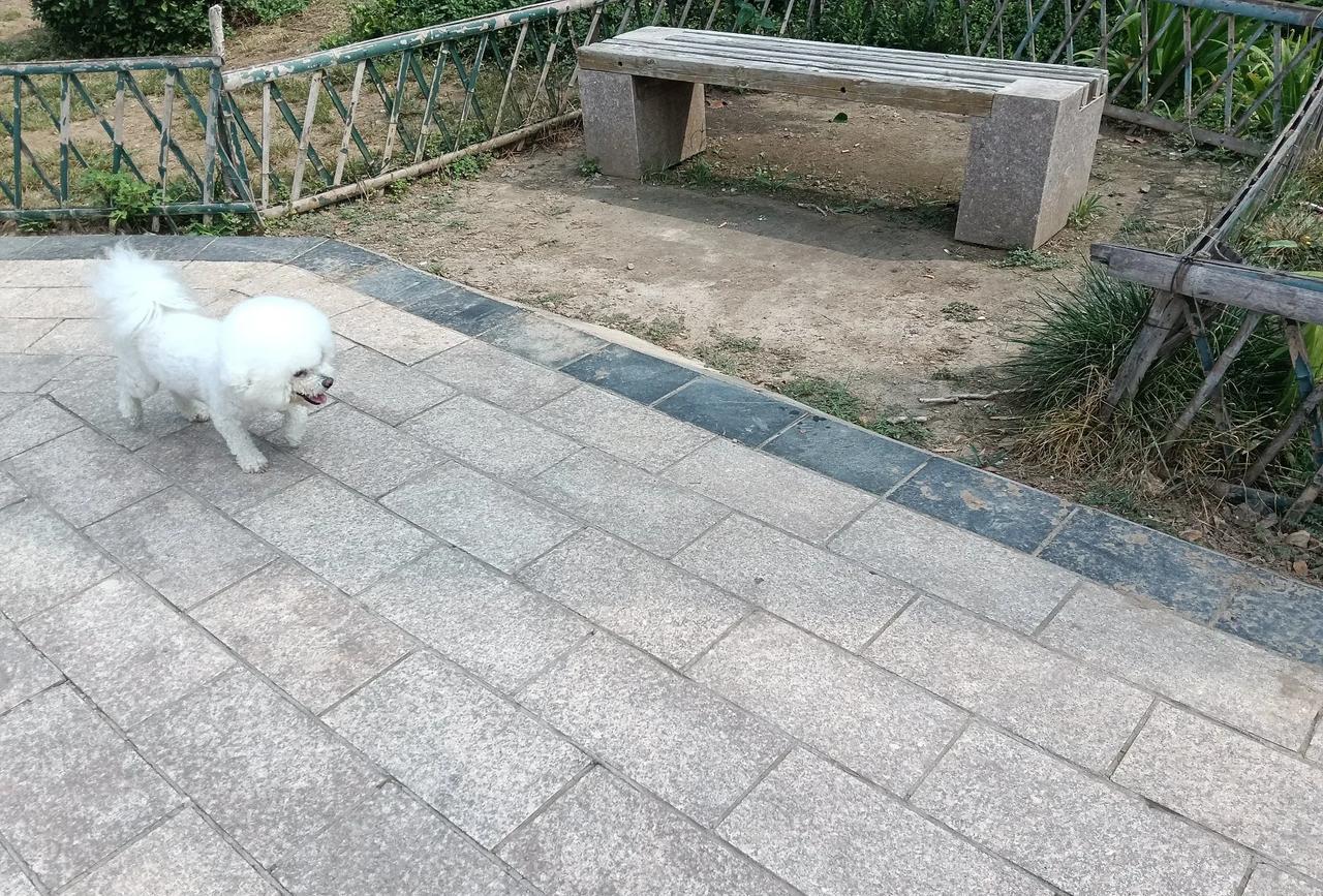 这是今天早晨我逛公园，在公园里捕捉到的一张狗狗的可爱的照片。
大家看一看是不是非
