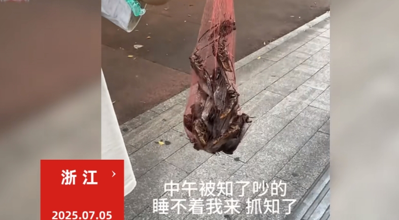 “这简直是捡钱啊！”7月5日，浙江，一男子在家里午睡的时候，被树上的知了猴吵的睡