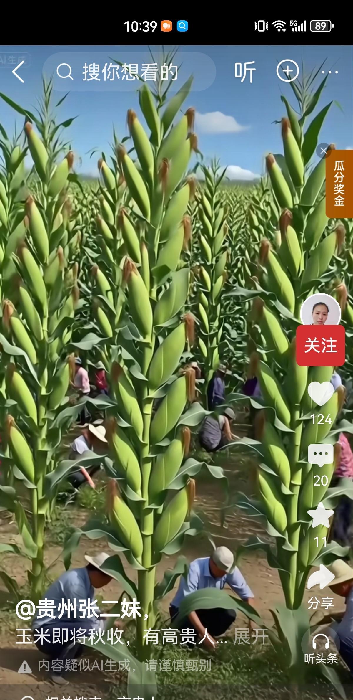 一株玉米本来只能结2-3个穗，
这些主播播放的玉米，一个植株上结了好多的穗，这纯