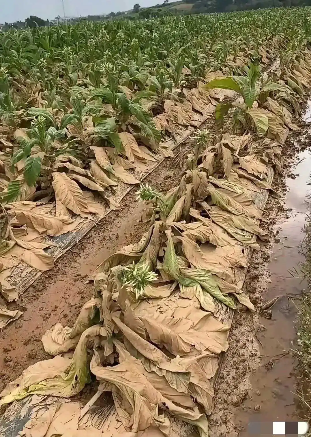 华子要涨价了吗？叶子都淹水了。