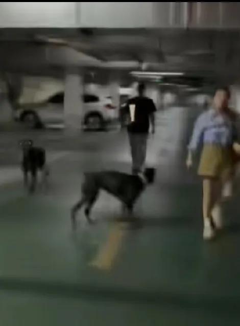 天狂有雨，人狂有祸
遛狗不牵绳也就罢了，态度竟如此嚣张！
两条杜宾犬直冲着两岁孩