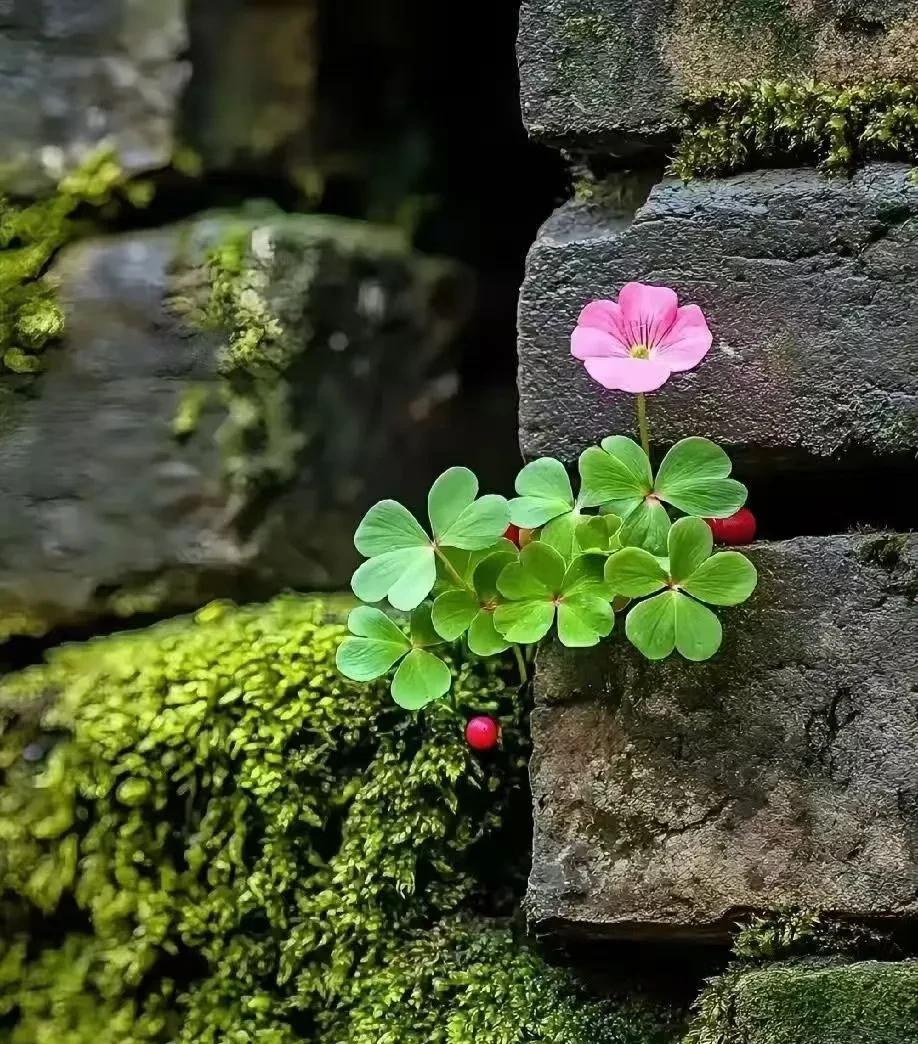 #欢迎来到我的家乡#每个人都有自己的经历，或坎坷，或顺遂，或平凡，或幸福。酸甜苦