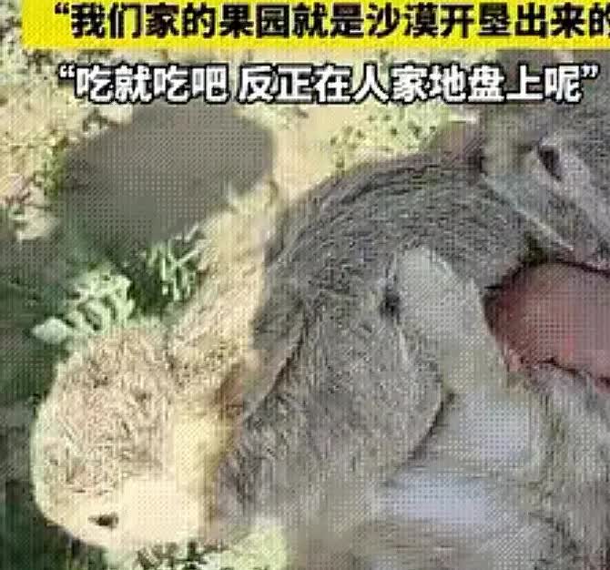 “活该发财！”女子发现一只刺猬在吃自家种的西瓜，没有赶走，反而任其啃食，其原因竟
