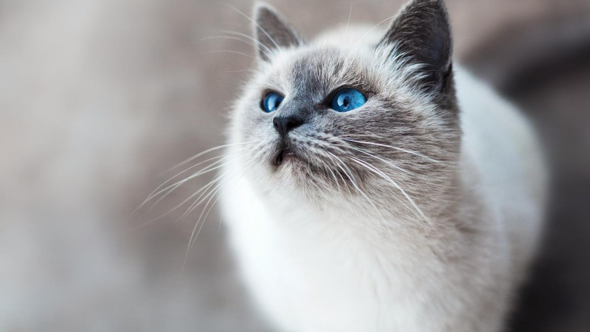 无广推荐：哪个品牌的猫粮质量好？盘点2025年猫粮排行榜最好的品牌