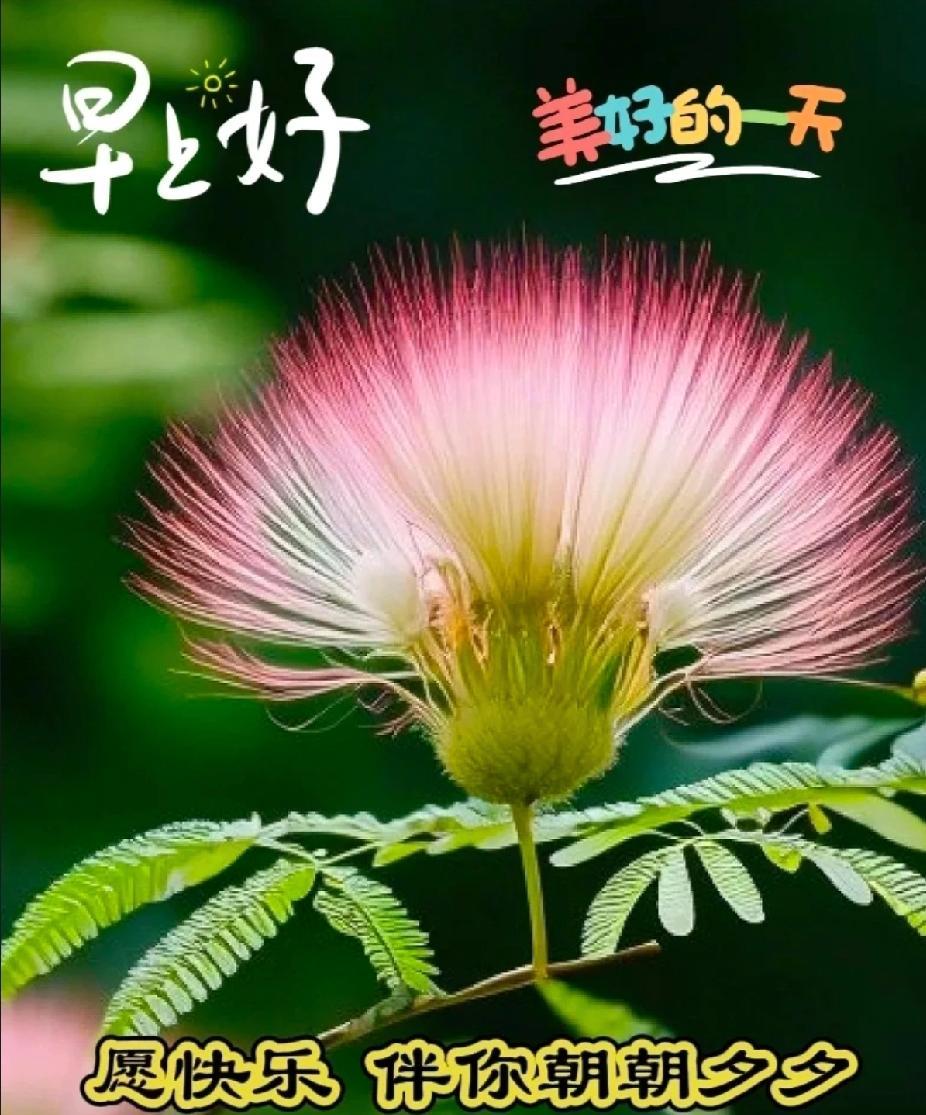 [玫瑰]早上好[玫瑰]
愿快乐伴你朝朝夕夕，
愿好运陪你岁岁年年。
[太阳][玫