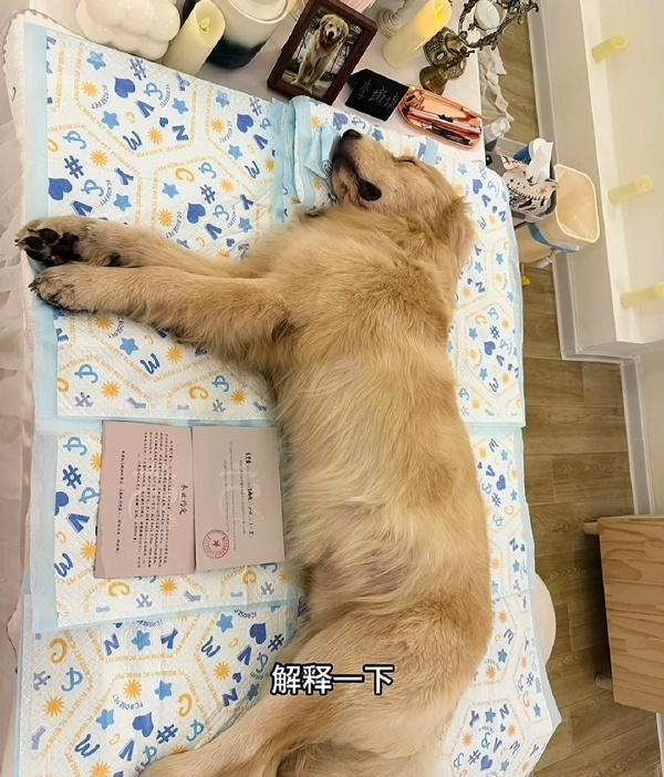 #金毛疑在餐馆蹭空调被打死 警方介入#金毛是大型犬，如果没有人牵着这么大的狗在中