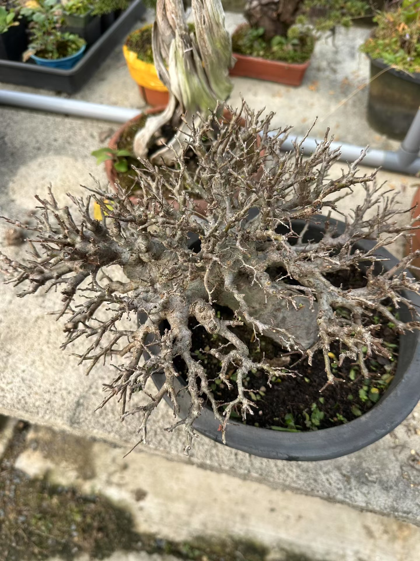 朴树盆景：自带 “相思” 韵味的老伙计！