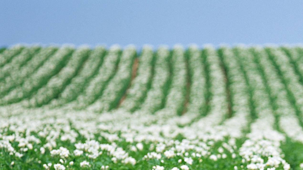 十五天病虫害防治，暗藏玄机，多雨潮湿区域，大豆病害处理技巧