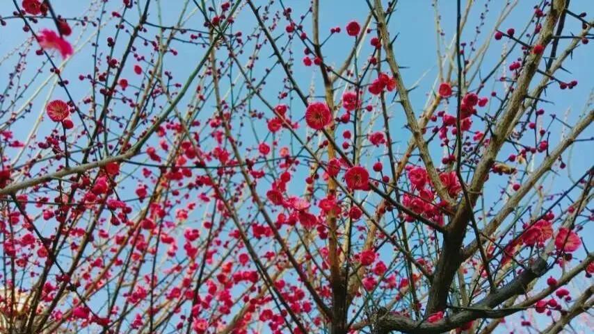 随笔：访梅，碎语