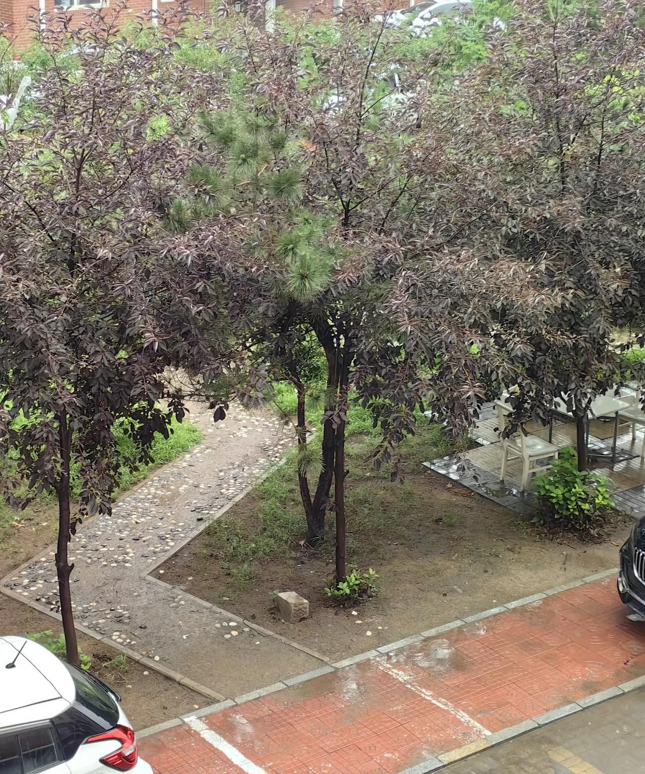 #一张图记录我家的天气情况#
早上起来，发现下雨了。
天气预报说昨天有雨，昨天没