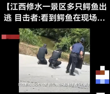 #景区4只鳄鱼出逃1头被击毙#
      水中霸主，鳄鱼游弋，霸气侧漏，无人敢