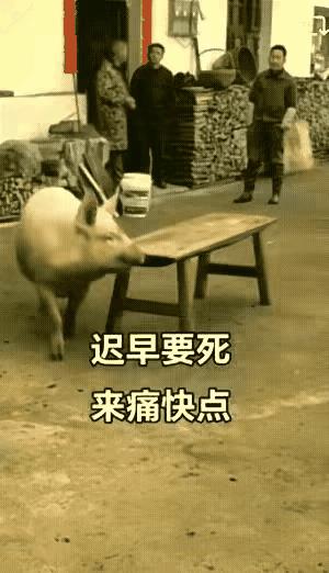 二师兄这是视死如归了呀[泪奔]