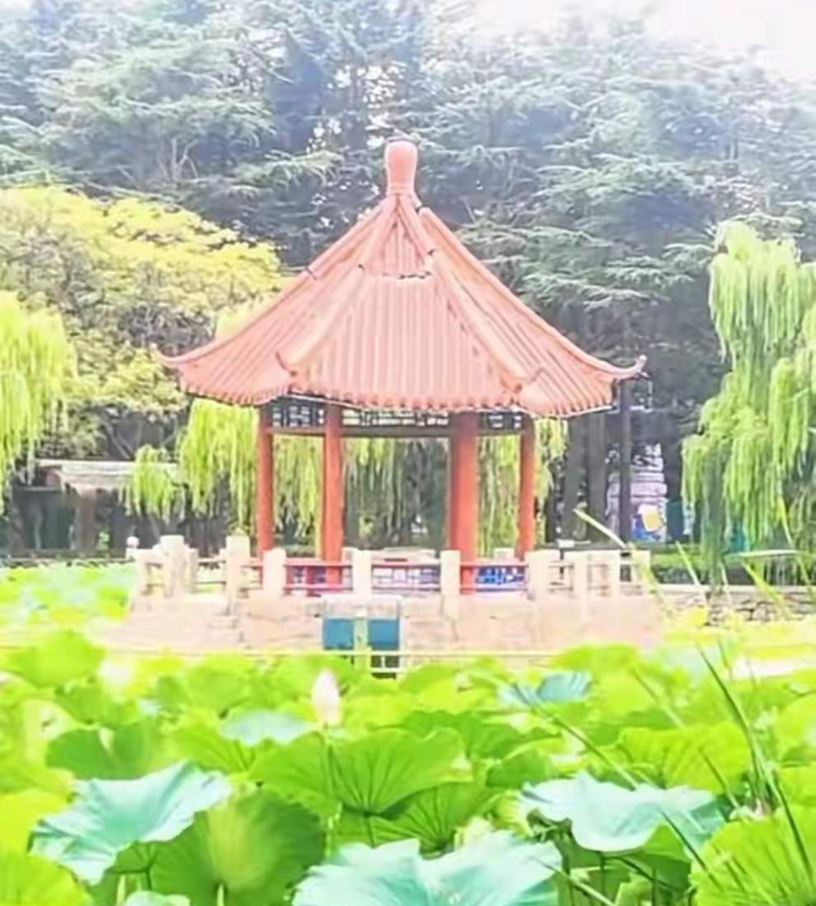 青岛一不小心就上热搜了！
中山公园那小西湖的湖心亭，在修缮重新开放还不满一年的情