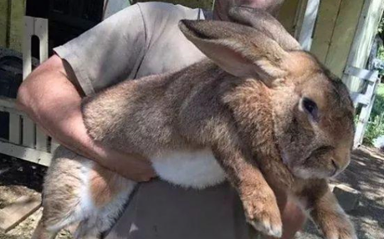 澳大利亚差点被兔子亡国，政府曾对百亿野兔进行六次密集火力围剿，根本没有任何作用，兔子繁殖的更多了…