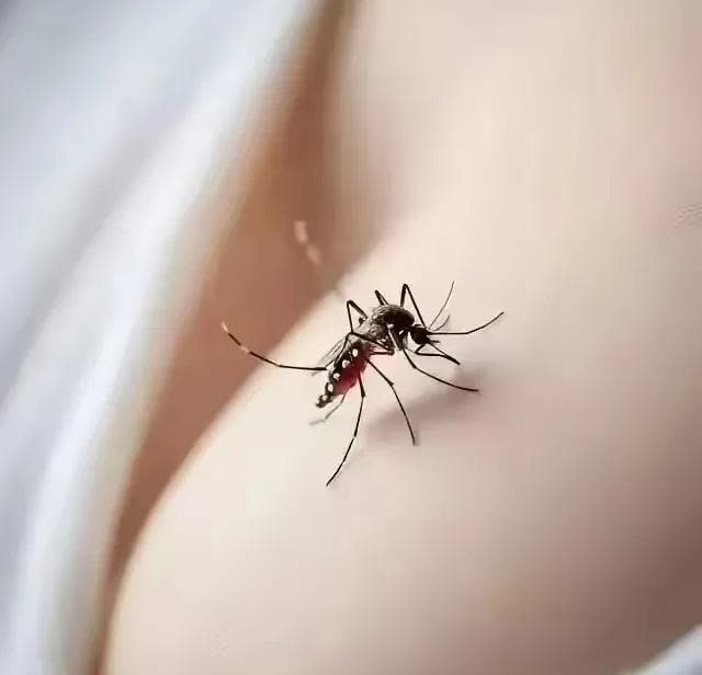 这是什么蚊子，会不会是最近美国运过来传播疾病的那种？美国上一次的操作让世界损失惨