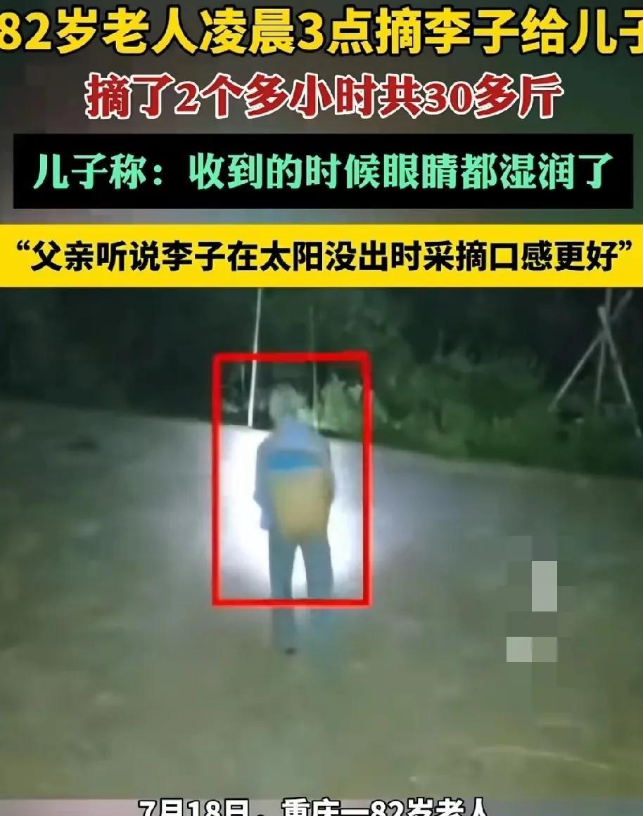 7月18日凌晨三点，重庆市的82岁的陈老爷子早早的起来了。他的果树李子熟了，他要