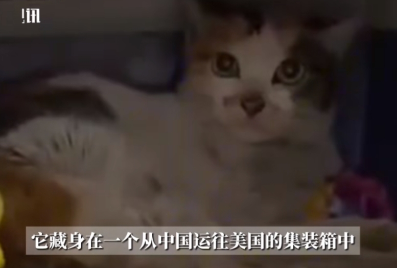 “不愧是祖宗严选！”近日，一只咱中国的田园猫，在没有水、没有粮、没人搭理的集装箱