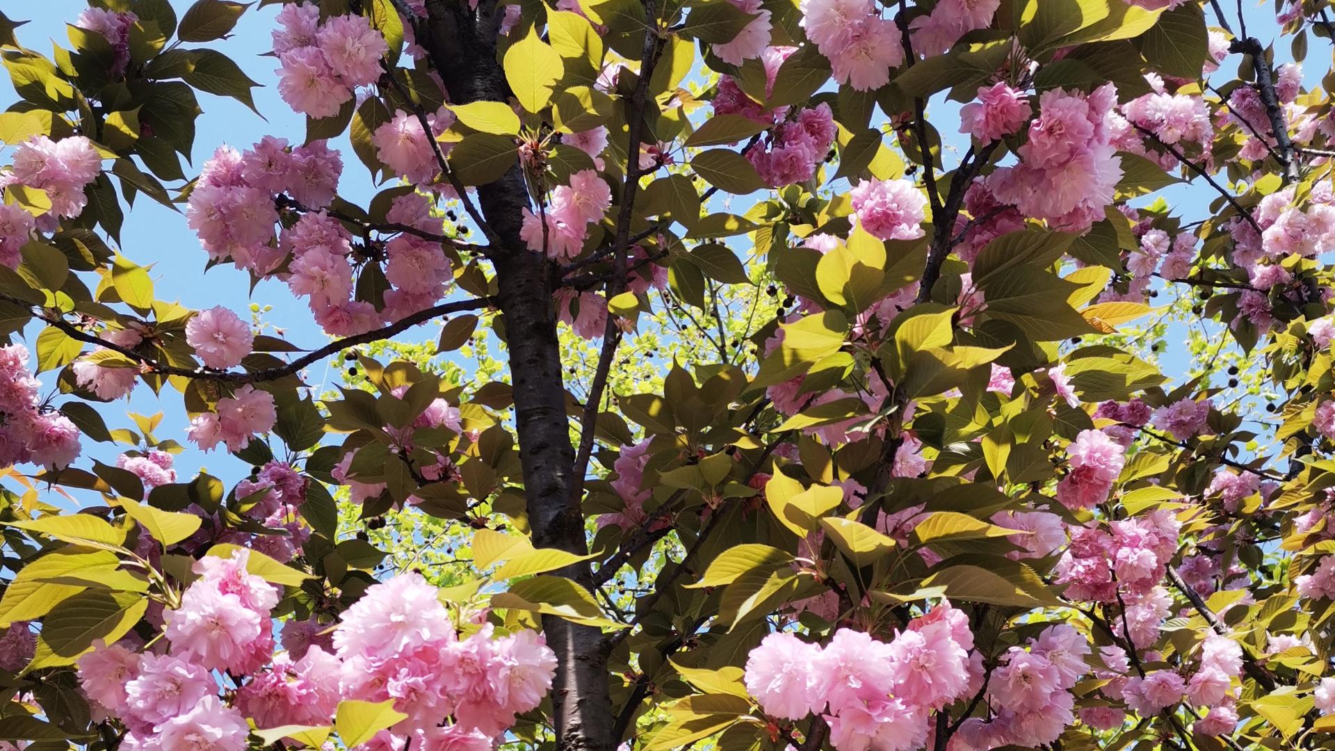 有些人是解决问题的天才