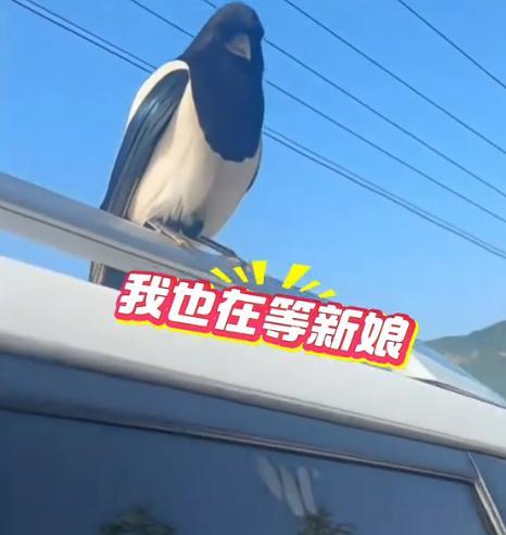 “太有灵性了！”5月28日，辽宁，婚车正在路边停靠，突然一只喜鹊落车顶上，男子看