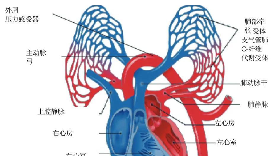 第231期 慢阻肺患者自主神经功能紊乱的机制与临床表现