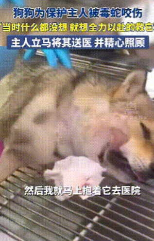 傍晚的唐山小区里，孟女士指尖轻抚大黄前腿的褐色疤痕，这个爱撒娇的狗子，三天前为挡