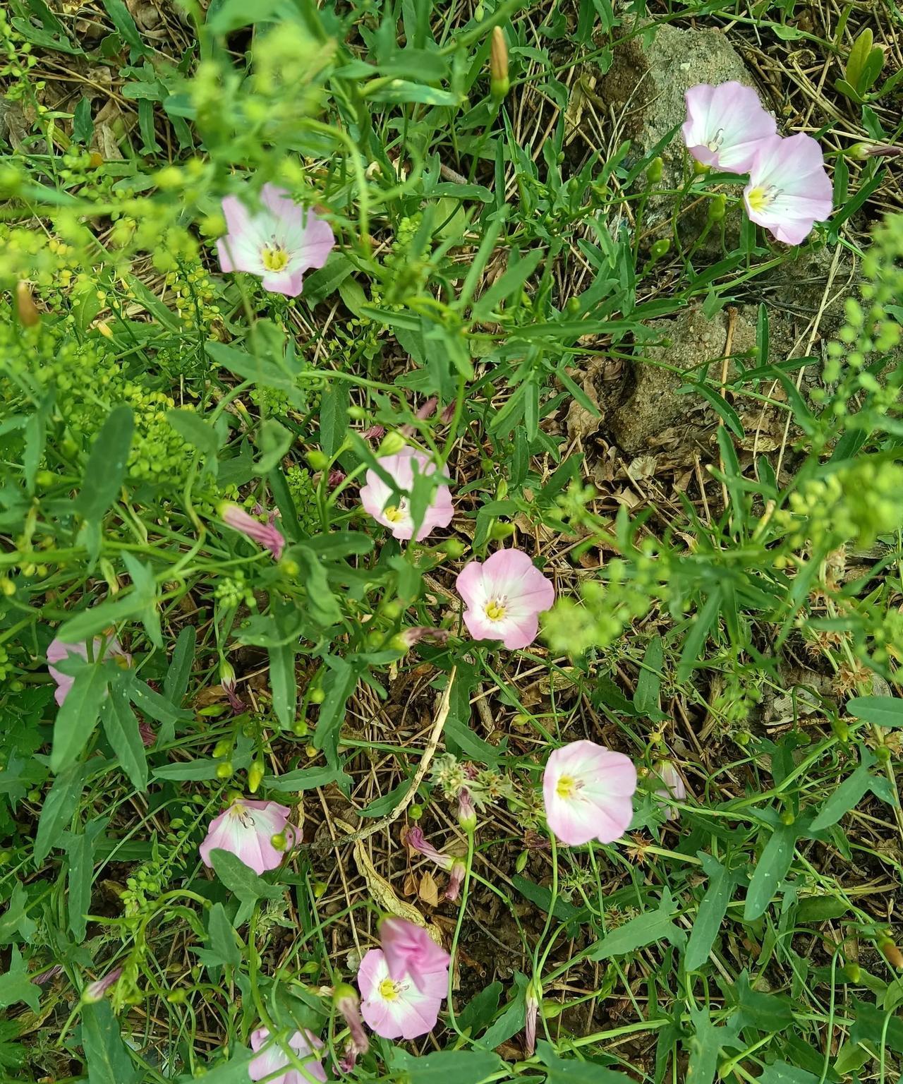 #分享一张随手拍的花#
乍一看，以为是打碗花呢，细一瞧，箭叶翩跹，粉白相间，旋转