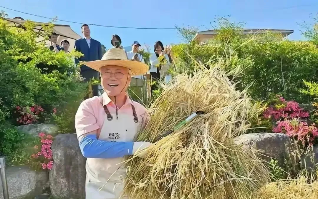 文在寅割麦子，晒的心情





---





文在寅割麦子，晒的心情


