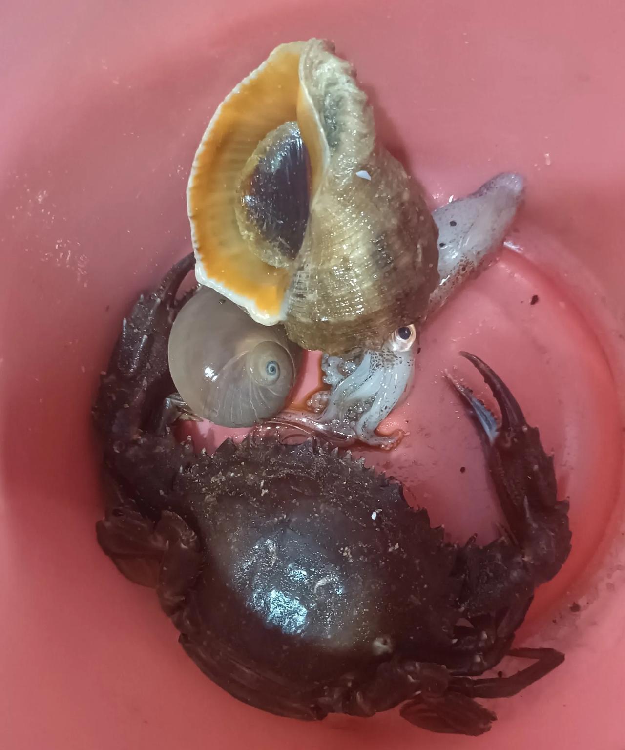 昨天晚上在威海一海边赶海抓到一个大赤甲红还挺肥的，螃蟹腿都是肉，吃起来确实过瘾，