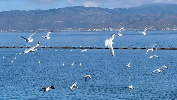 云南大理-自由生活的“江湖”