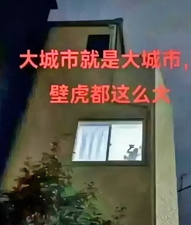 大城市就是大城市，壁虎🦎都这么大😲