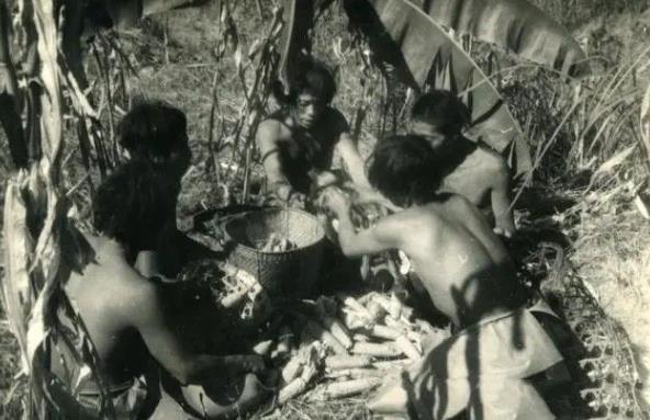 1956年，解放军在云南原始森林深处，发现一群衣不蔽体，蓬头垢面的男男女女。经调