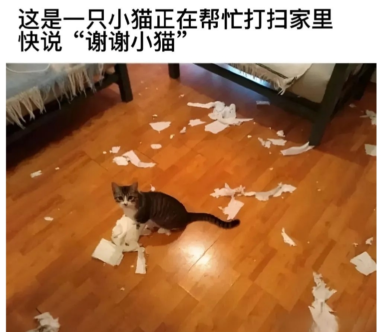 快说谢谢小猫