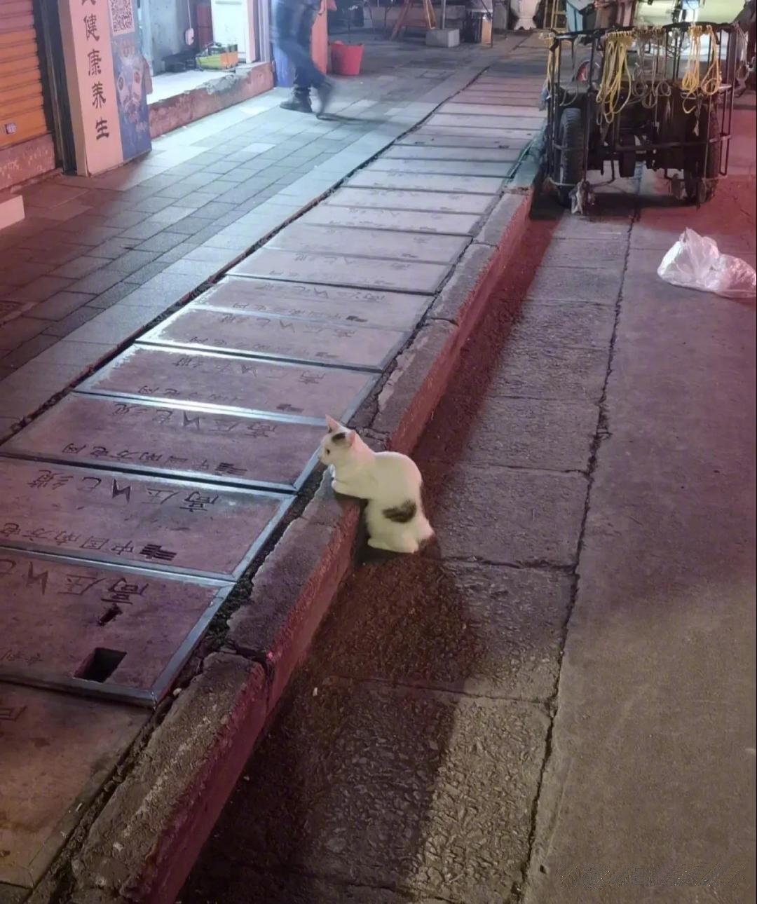 腿上有一个爱心的猫咪！