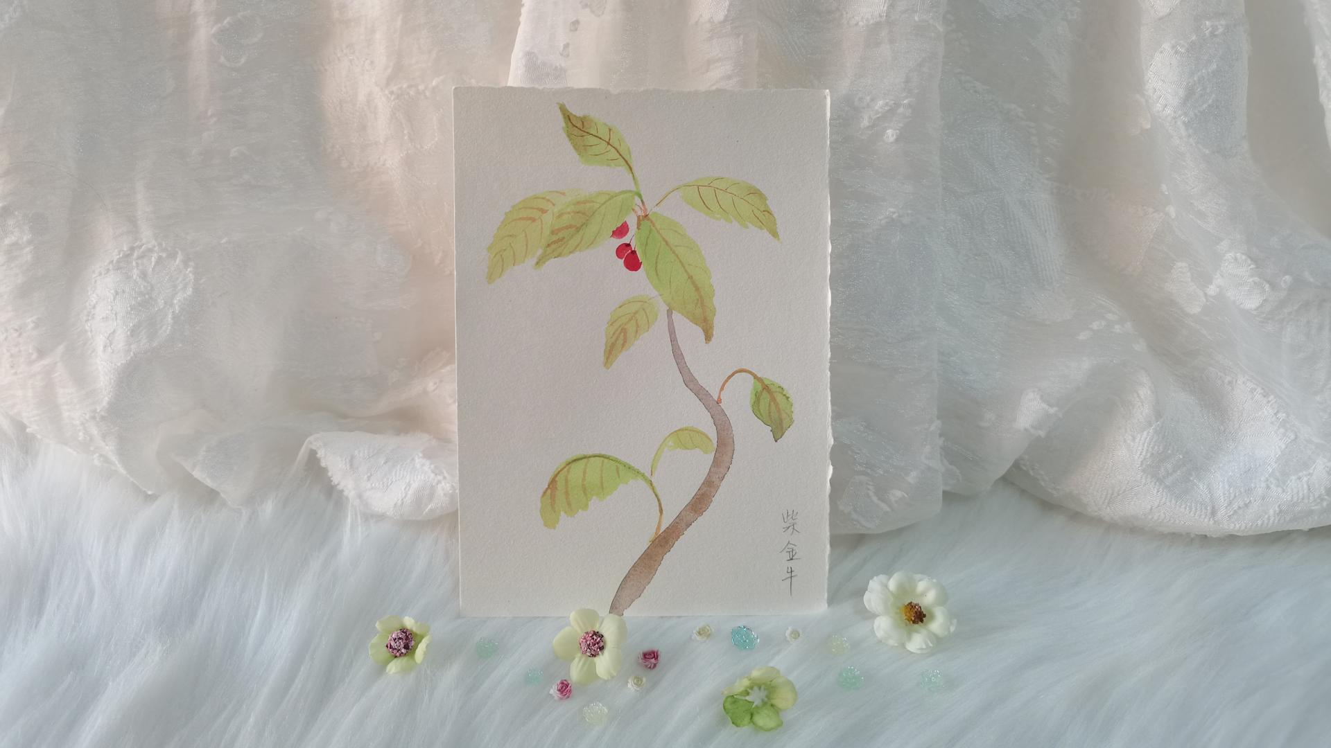 38 紫金牛（绘画 | 水彩 | 果花甘05）