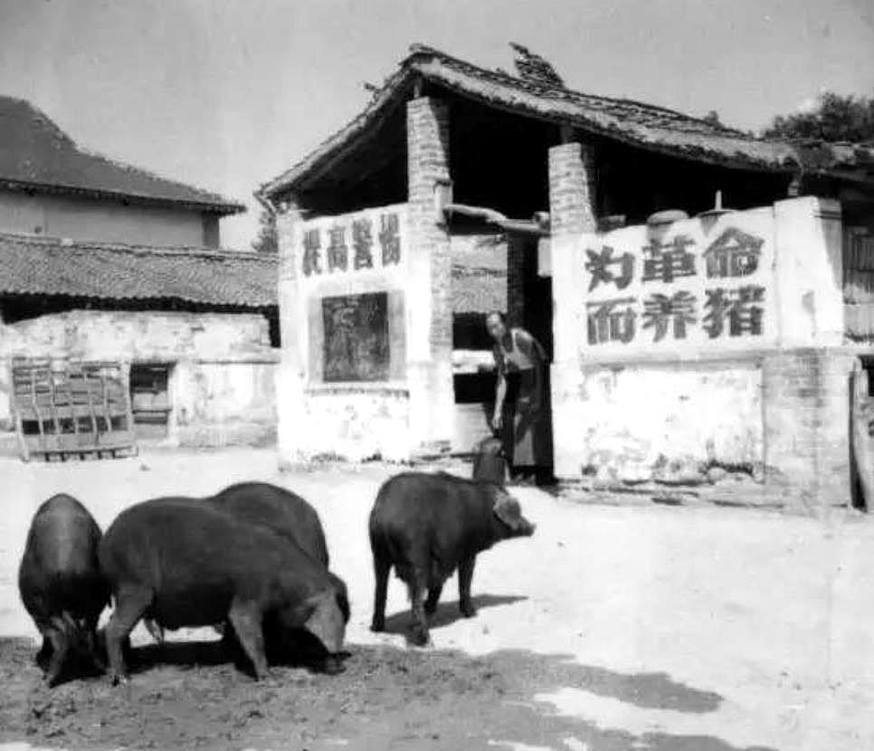 上世纪80年代，威海水警区政委佟国荣前往刘公岛视察，先来到猪圈查看。刚要离开时，
