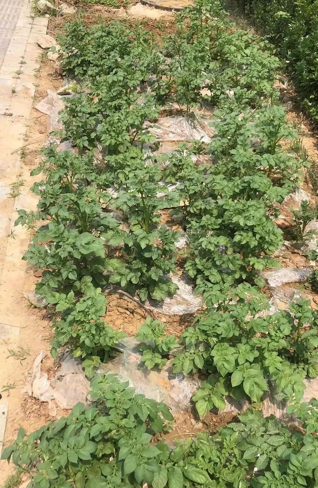 路边看到的的不知道是什么？是不是草莓