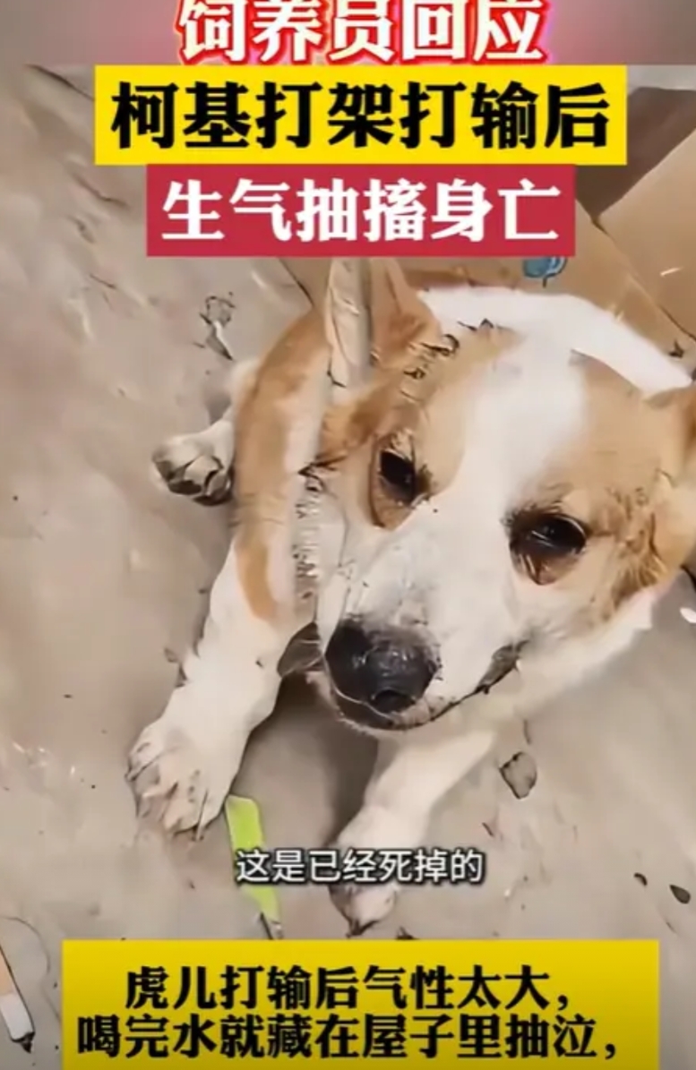 “离了个大谱！”河南鹤壁，一只柯基和同类打架，为了争一只母狗，不料，打输后气性太