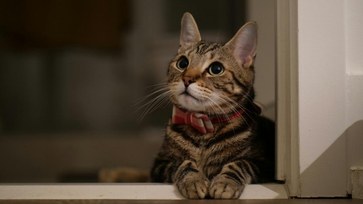 2025年猫粮哪个牌子好不踩雷？最新十大放心烘焙猫粮品牌汇总分享