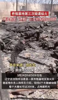 “是个狠人！”3月24日，辽宁沈阳，一家养殖基地突发火灾，8个大棚被烧毁，每个大