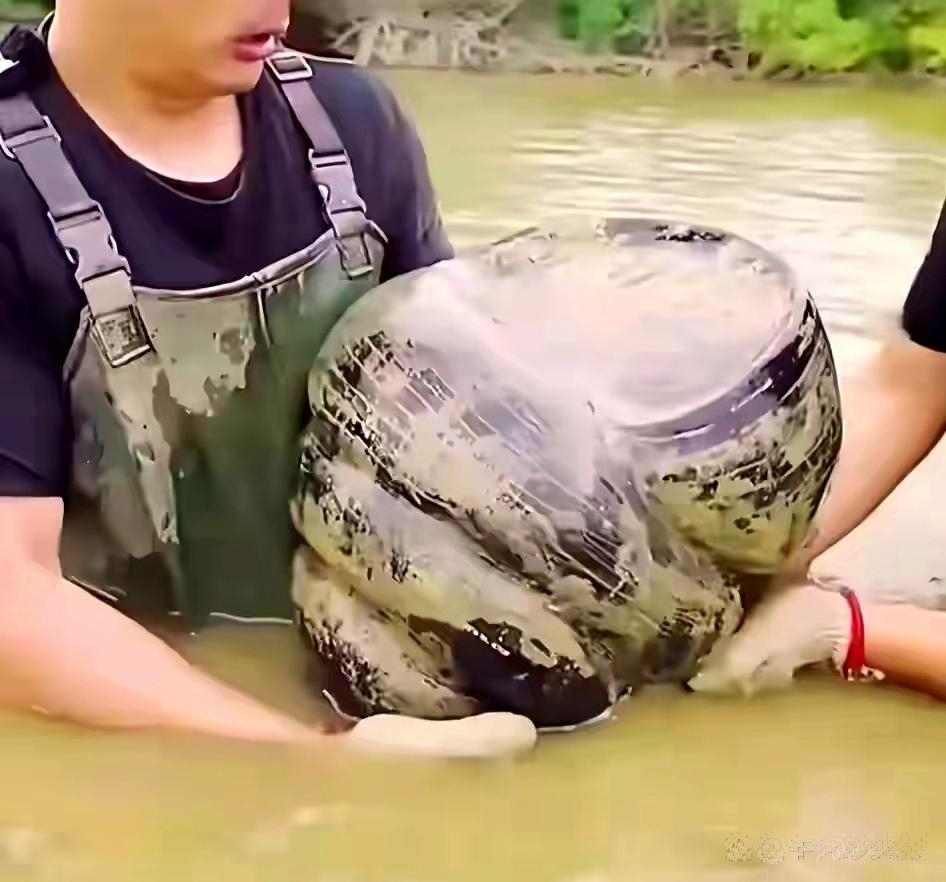 太惊喜了！广东湛江，有几位村民到河中捕鱼，意外的捞起了几只大螺，其中有一只大螺非