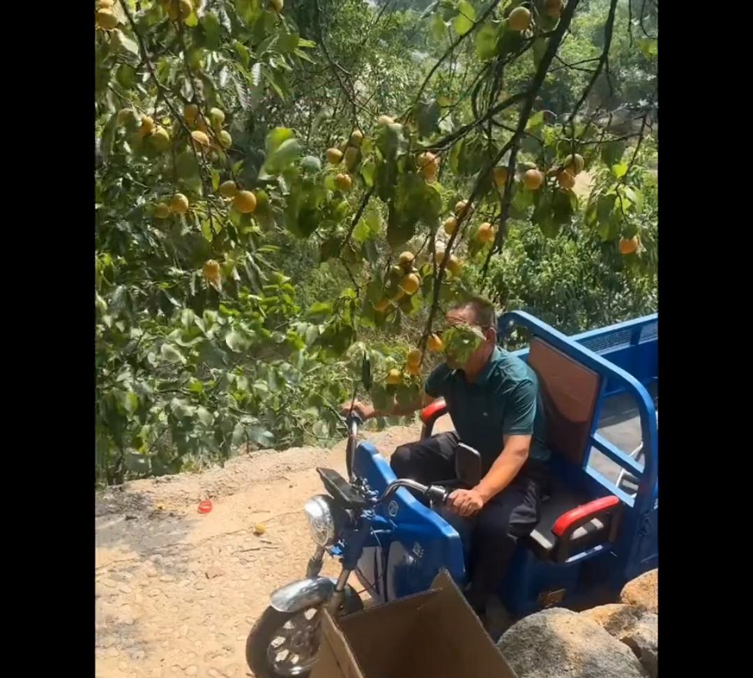 笑不活了！2个女子在路边成熟的杏树上摘杏，过来一位骑着电动车的老人，几位女子以为