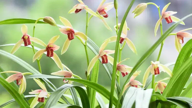 初识君子之风淡泊之志的兰花