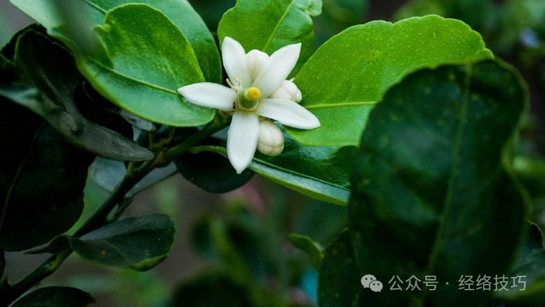 过年顿顿大鱼大肉？吃撑胃胀不消化，饭后一招解腻，全身轻松