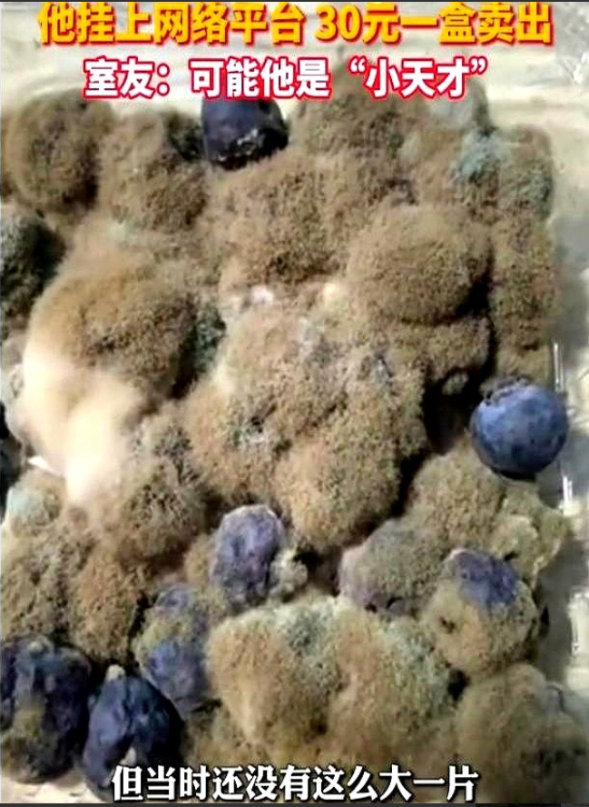 湖北武汉，一名大学生买了一盒蓝莓放在宿舍里，结果一拖再拖，等想起来的时候，蓝莓已