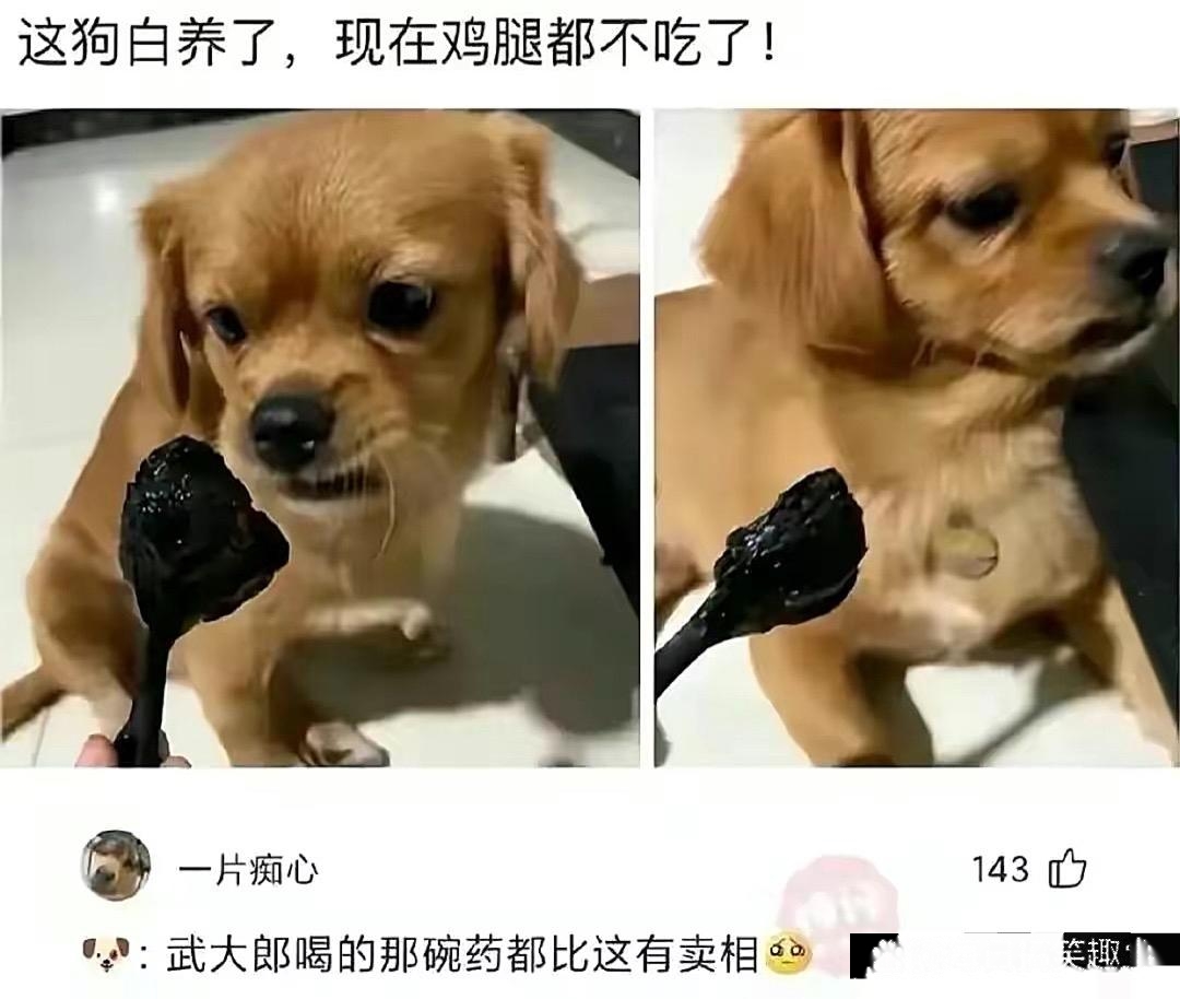 这狗白养了，现在连鸡腿都不吃了！